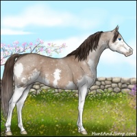 Horse Color:Liver Red Dun Sabino Splash