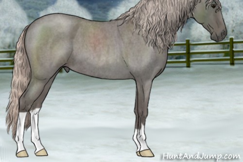 Horse Color:Silver Blue Roan 