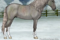 Horse Color:Silver Blue Roan 