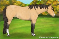 Horse Color:Buckskin Roan Sabino 