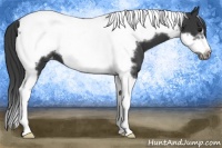 Horse Color:Black Tobiano Frame Appaloosa