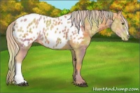 Horse Color:Nacre Palomino Ice Appaloosa 