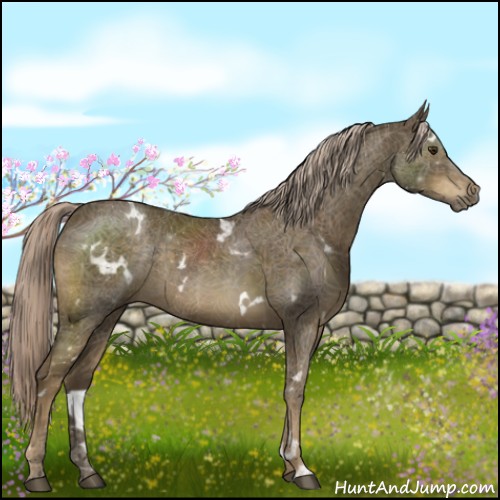 Horse Color:White Spotted Chocolate Palomino