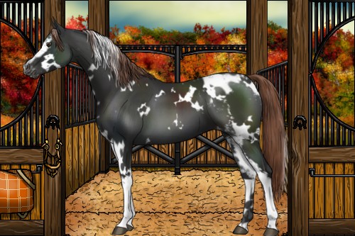Horse Color:White Spotted Liver Chestnut Blanket 