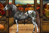 Horse Color:White Spotted Liver Chestnut Blanket