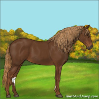 Horse Color:Gray Chestnut 