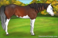 Horse Color:Bay Splash 
