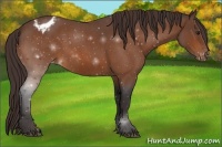 Horse Color:Buckskin Roan Varnish 
