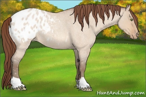 Horse Color:Amber Champagne Roan Dun Appaloosa 