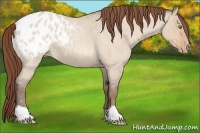 Horse Color:Amber Champagne Roan Dun Varnish 
