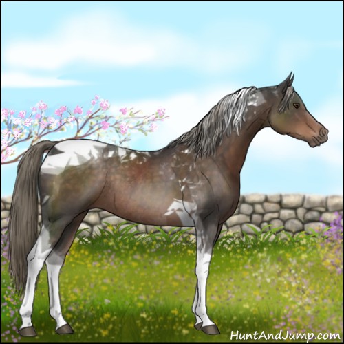 Horse Color:Liver Chestnut Tobiano Rabicano