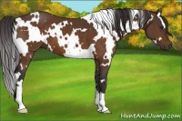 Horse Color:White Spotted Buckskin