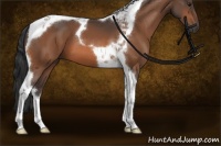 Horse Color:Bay Tobiano 