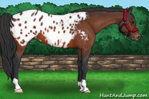 Horse Color:Bay Appaloosa 