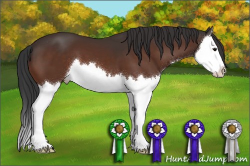 Horse Color:Brown Splash Appaloosa 