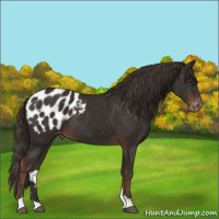 Horse Color:Liver Chestnut Appaloosa