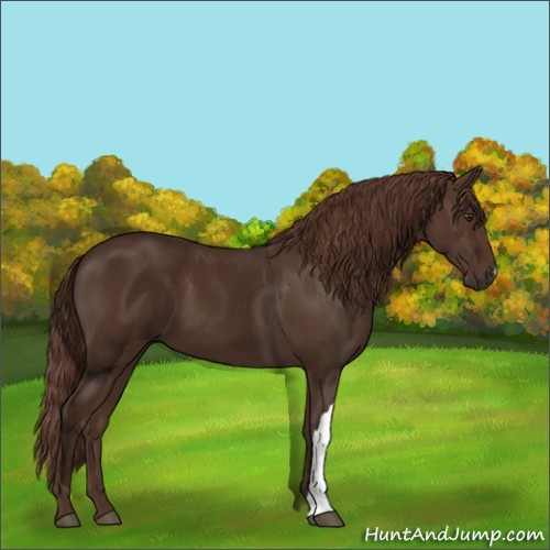 Horse Color:Liver Chestnut 