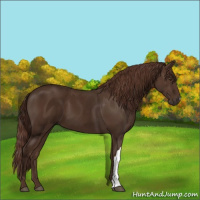 Horse Color:Liver Chestnut 