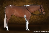Horse Color:Silver Brown Tobiano Rabicano