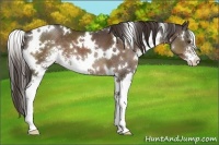 Horse Color:White Spotted Liver Chestnut Sabino