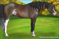 Horse Color:Brown Sabino 