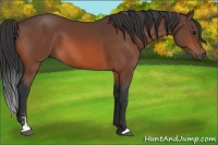 Horse Color:Bay Sabino