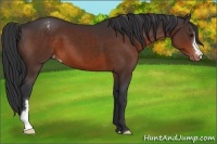 Horse Color:Brown Appaloosa 