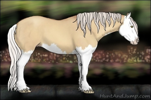 Horse Color:Silver Amber Champagne Dun Splash 