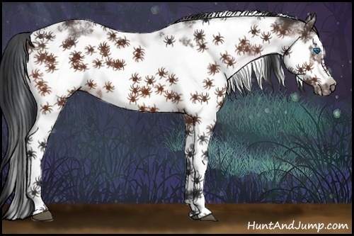 Horse Color:Bay Sabino Frame