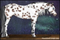 Horse Color:Bay Sabino Frame 