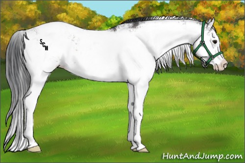 Horse Color:Brown Sabino