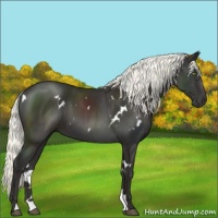 Horse Color:White Spotted Liver Chestnut Mushroom 