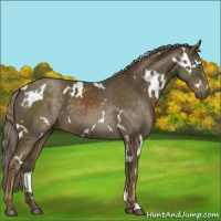 Horse Color:White Spotted Chocolate Palomino Mushroom 