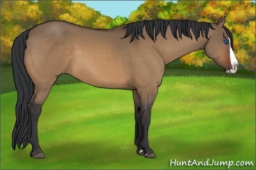 Horse Color:Bay Dun Splash