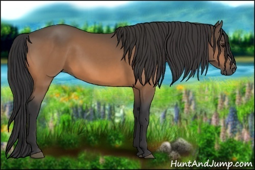 Horse Color:Buckskin
