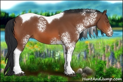 Horse Color:White Spotted Bay Tobiano