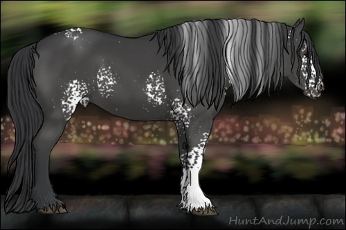 Horse Color:White Spotted Black Rabicano 