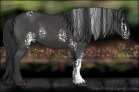 Horse Color:White Spotted Black Rabicano