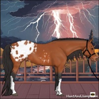 Horse Color:Bay Appaloosa