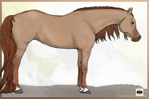 Horse Color:Red Dun