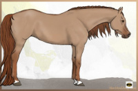 Horse Color:Red Dun 