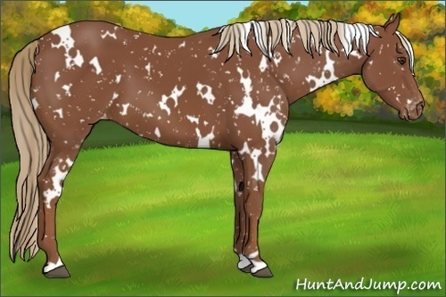 Horse Color:White Spotted Chestnut Appaloosa 