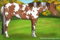 Horse Color:White Spotted Bay Appaloosa 
