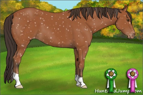 Horse Color:Bay Appaloosa 