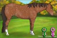Horse Color:Bay Appaloosa