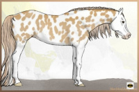 Horse Color:Palomino Splash Appaloosa 