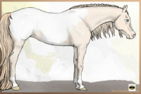 Horse Color:Perlino Roan Appaloosa 
