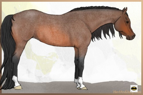 Horse Color:Bay Roan 