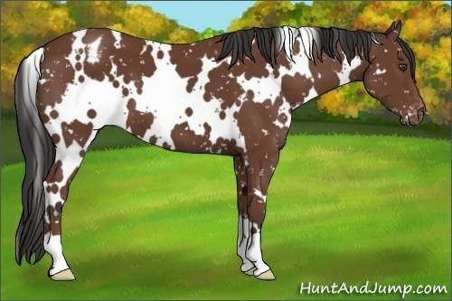 Horse Color:White Spotted Bay Appaloosa 