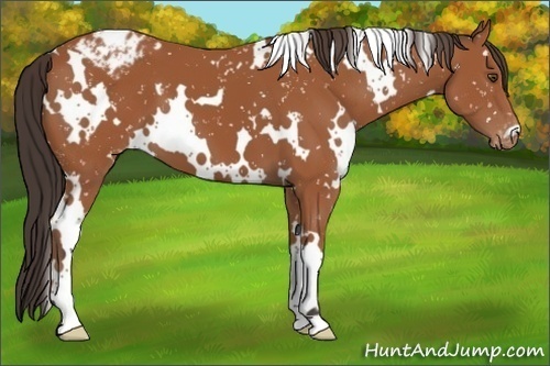 Horse Color:White Spotted Bay Appaloosa 